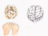 Brain as walnut by Carol Betera