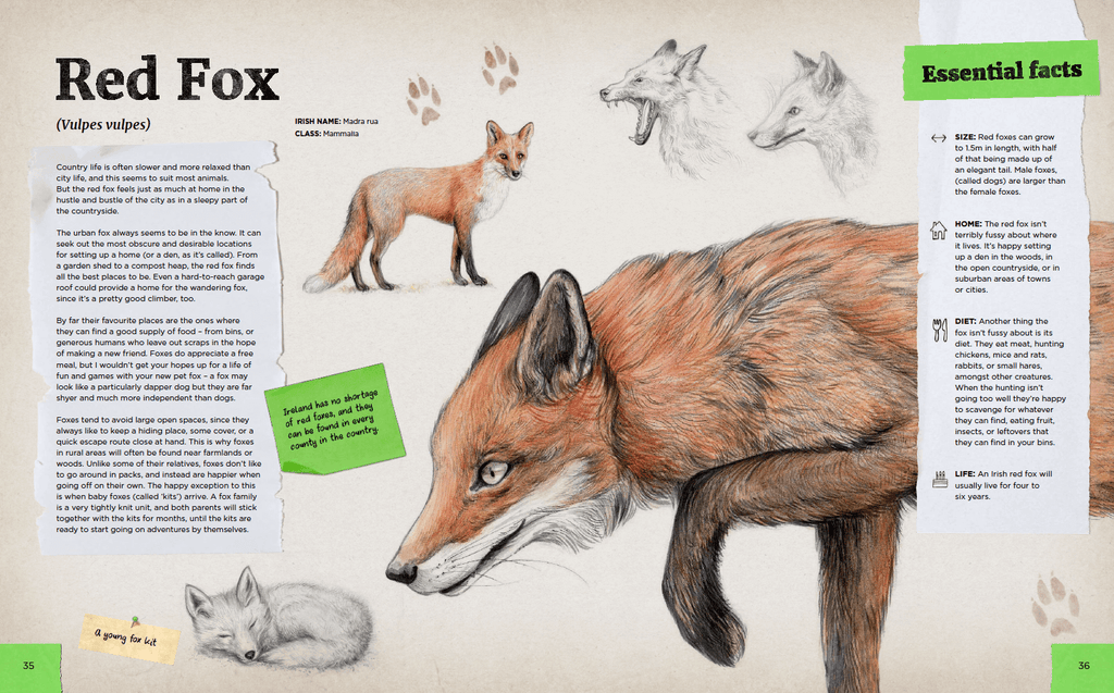 Spread about the Red Fox with illustrations by Aga Grandowicz