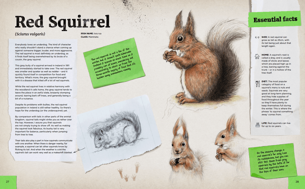 Spread about the Red Squirrel with illustrations by Aga Grandowicz
