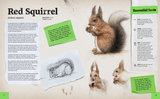 Spread about the Red Squirrel with illustrations by Aga Grandowicz